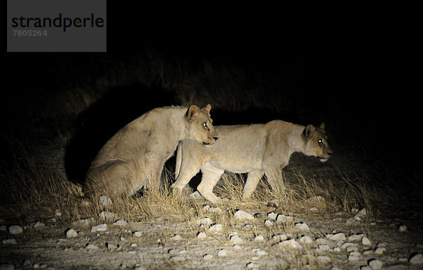 Löwen (Panthera leo) beim Spiel im Scheinwerferlicht bei einer Nachtsafari nahe der Wasserstelle Gemsbokvlakte