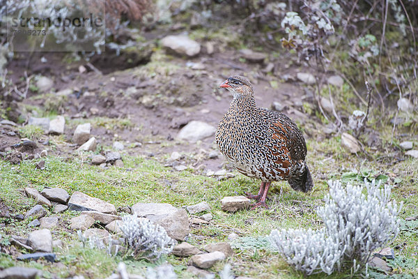 Braunnackenfrankolin (Francolinus castaneicollis)