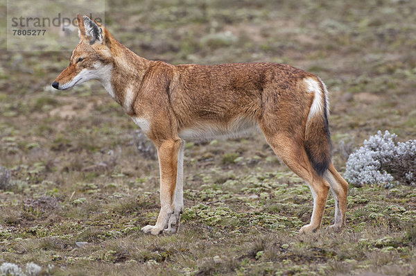 Äthiopischer Wolf oder Äthiopischer Schakal (Canis simensis)