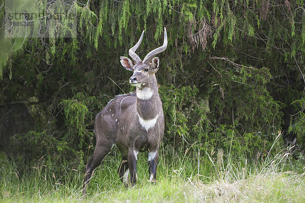 Bergnyala oder Balbok (Tragelaphus buxtoni)  Männchen