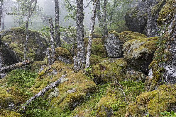 Bemooste Felsen und Birken am Wanderweg zur Hardangervidda Hochebene