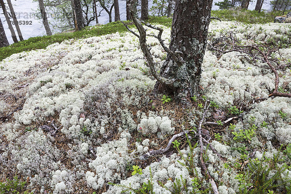 Helle Rentierflechten (Cladonia rangiferina) bedecken den Waldboden