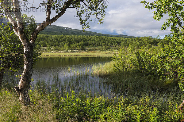 Landschaft mit Teich in der Bergtundra