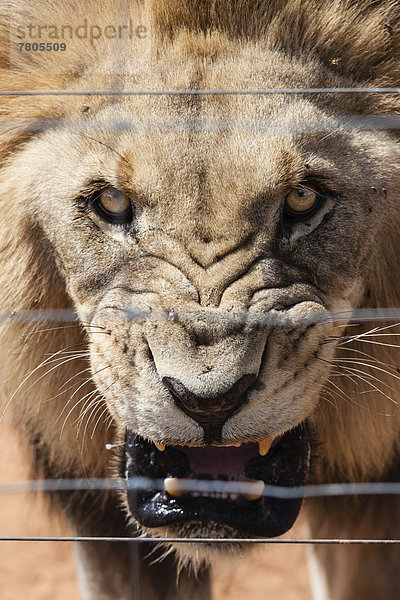 Brüllender Löwe (Panthera leo)  Männchen  in Gefangenschaft