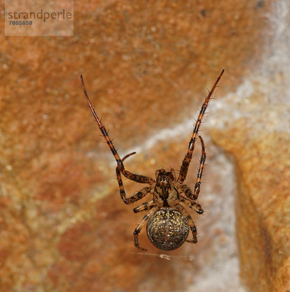 Spinne (Metellina merianae)  Herbstspinnen-Art