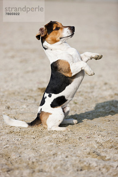 Jack Russell Terrier macht Männchen