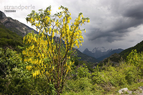 Gemeiner Goldregen (Laburnum anagyroides)