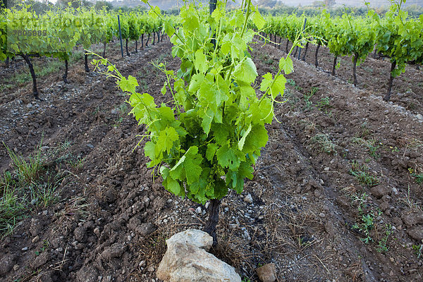 Weinstock  Weinreben (Vitis vinifera)