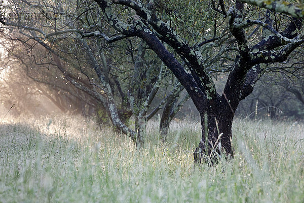 Olivenhain  Olivenbäume (Olea europaea)