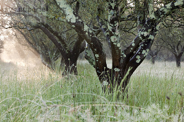 Olivenhain  Olivenbäume (Olea europaea)