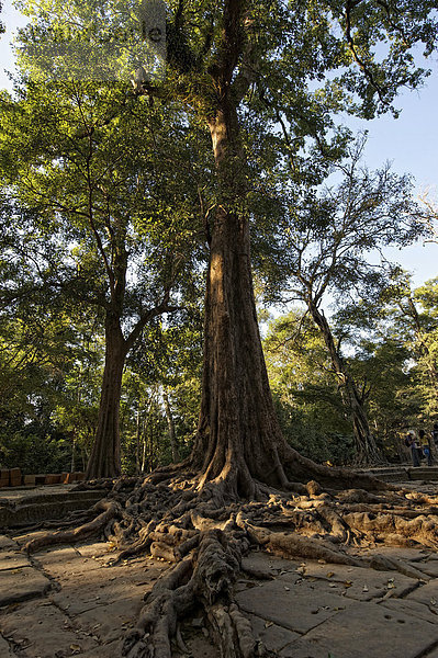 Von Bäumen überwucherte Tempelanlage von Ta Prohm