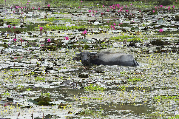 Wasserbüffel (Bubalus arnee) in einem Wassergraben
