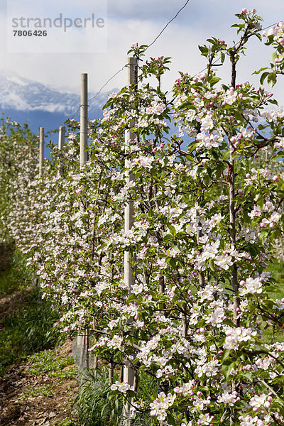 Apfelblüte in Apfelbaumplantage