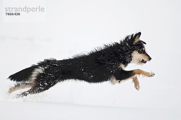 Mischlingshund springt durch den Schnee