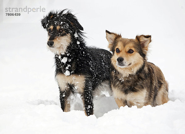 Zwei Mischlingshunde stehen aufmerksam nebeneinander im Schnee