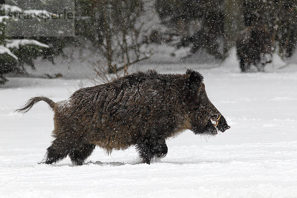 Wildschwein (Sus scrofa)  Keiler stapft im Wald durch den Schnee