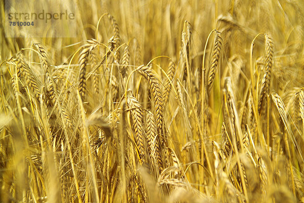 Haferfeld in remshalden  Deutschland