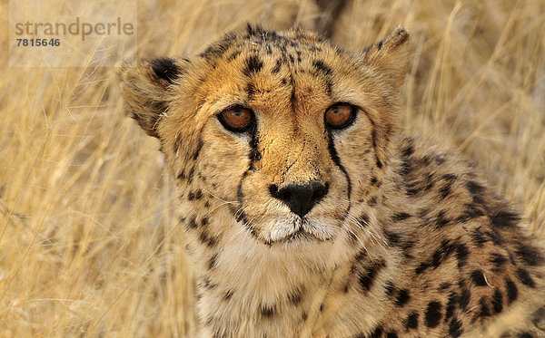 Gepard (Acinonyx jubatus)  Portrait