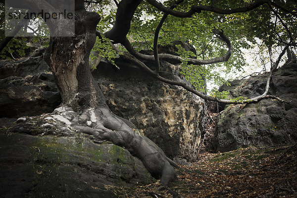 Altbuche (Fagus) auf Fels