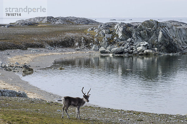 Spitzbergen-Ren (Rangifer tarandus platyrhynchus)