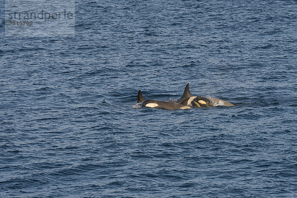 Killer Whales or Orca (Orcinus orca)  female with cubs
