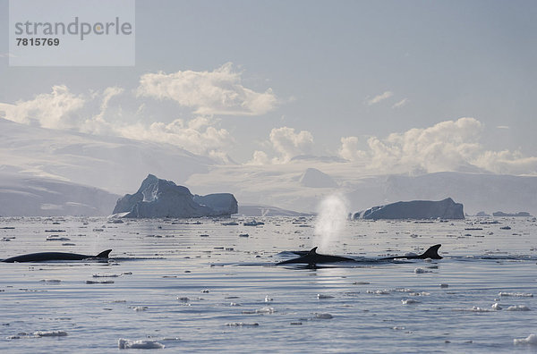 Südliche Zwergwale (Balaenoptera bonaerensis)  Gruppe  blasend  vor Eisbergen
