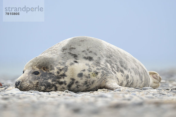 Grey Seal (Halichoerus grypus)  female  on the beach