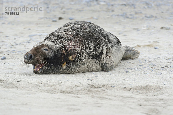 Grey Seal (Halichoerus grypus)  on the beach
