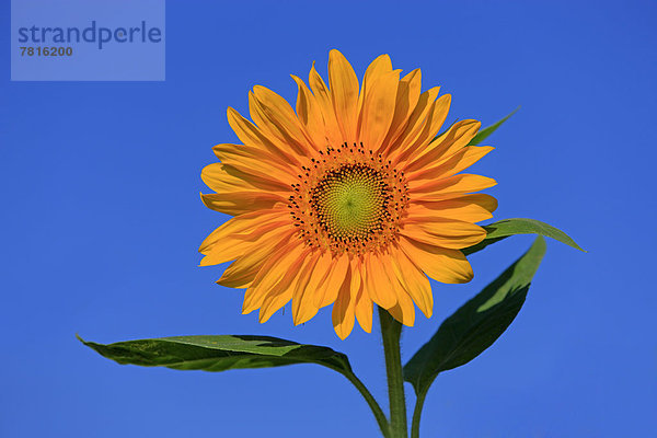 Sonnenblume (Helianthus annuus)  blühend