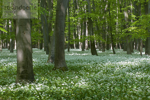 Blühender Bärlauch (Allium ursinum) in einem Buchenwald