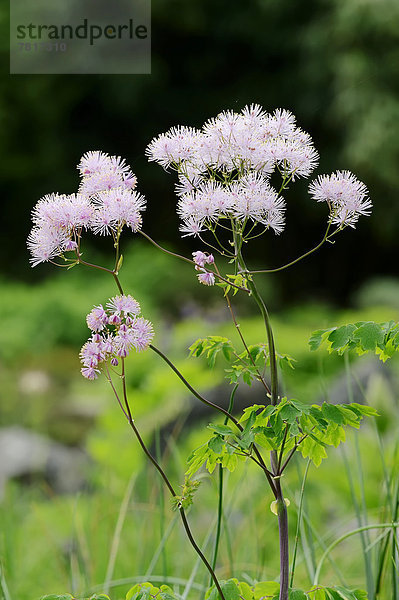 Blühende Akeleiblättrige Wiesenraute oder Amselraute (Thalictrum aquilegiifolium)
