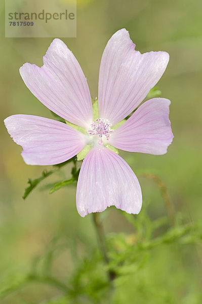 Blume Stockrose Alcea rosea Malve