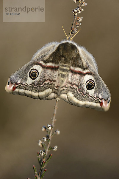 Kleines Nachtpfauenauge (Saturnia pavonia)  Weibchen