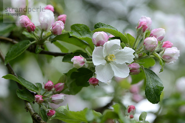 Apfelblüte (Malus domesticus)