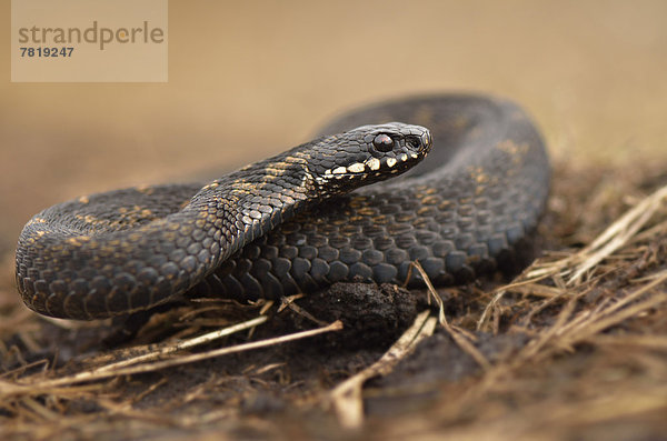 Kreuzotter (Vipera berus)  Männchen  liegt im trockenen Gras