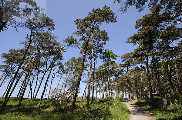 Wald aus Kiefern (Pinus silvestris) und Rotbuchen (Fagus sylvatica)