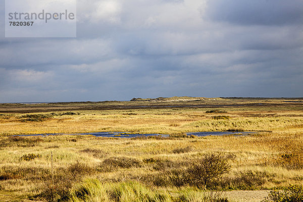 Winter Landschaft Sumpf