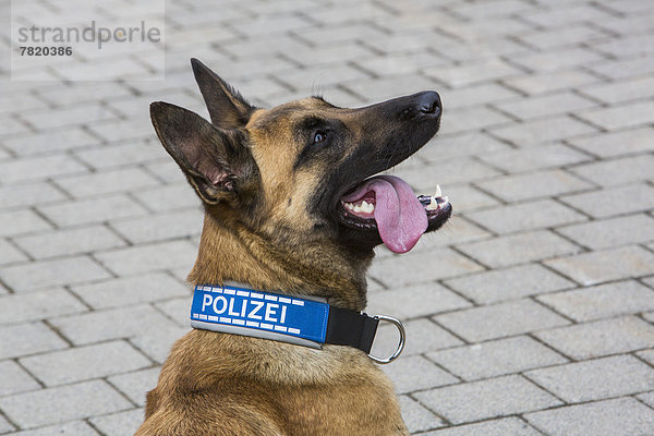 Belgischer Schäferhund  Polizeihund  Spürhund mit Polizeihalsband