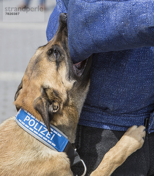 Belgischer Schäferhund  Polizeihund  Schutzhund mit Polizeihalsband  verbeißt sich bei einer Übung in den Scheintäter im Schutzanzug
