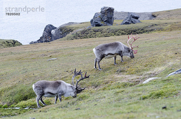 Zwei männliche Spitzbergen-Rentiere (Rangifer tarandus platyrhynchus) in unterschiedlichen Stadien der Fegezeit