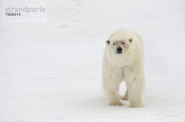 Männlicher Eisbär (Ursus maritimus)  wohlgenährt  mit kampfzerfurchtem  blutigem Gesicht  auf Packeis