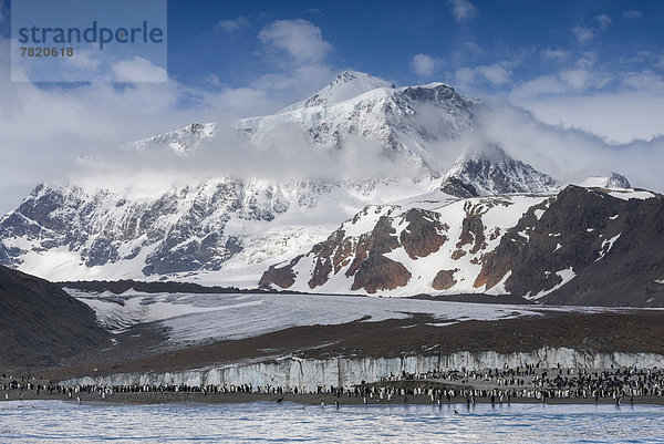 Königspinguine (Aptenodytes patagonicus) vor Cook Glacier