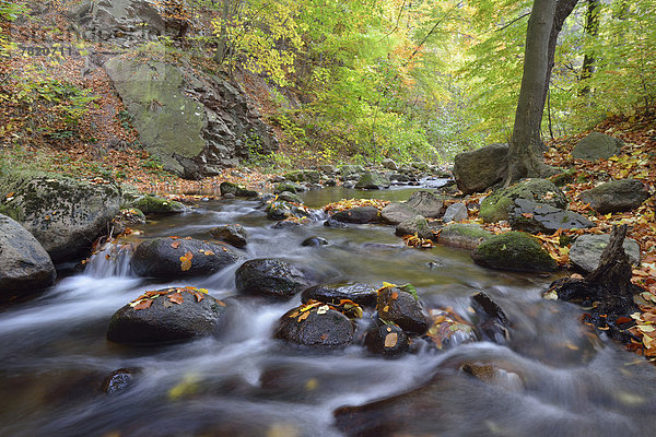 Der Fluss Ilse im Herbst