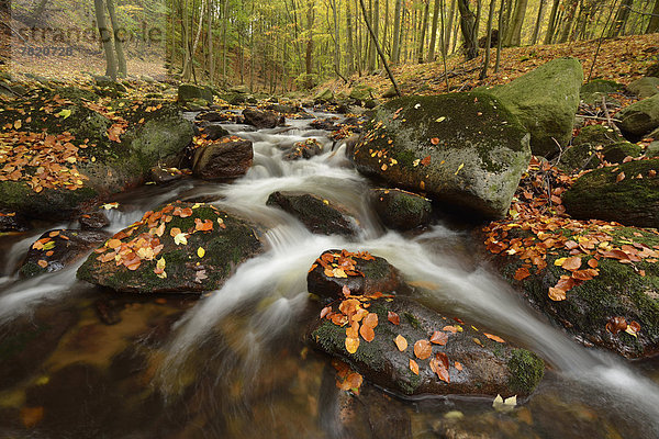 Der Fluss Ilse im Herbst
