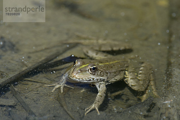 Teichfrosch (Pelophylax esculentus)