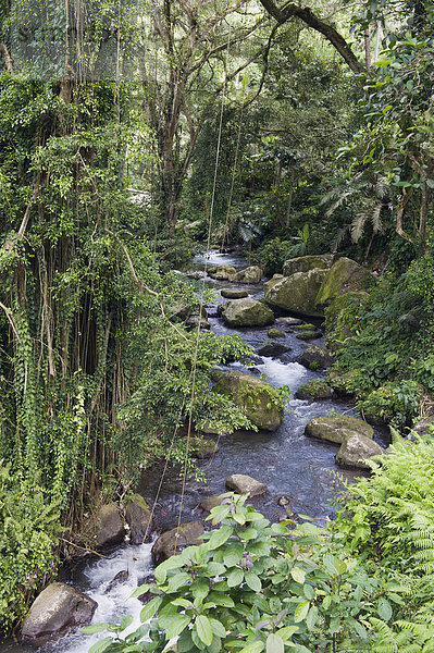 Fluss Pakrisan durch den Dschungel von Gunung Kawi