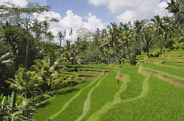 Reisterrassenlandschaft mit Kokospalmen