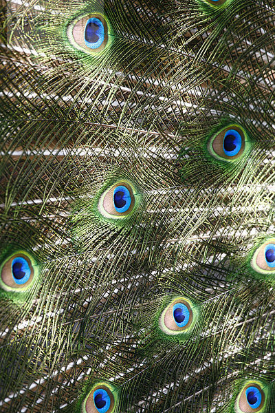 Blauer Pfau (Pavo cristatus)  Gefiederdetail