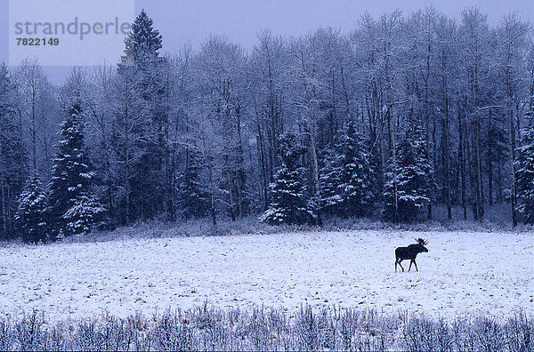 Bulle  Stier  Stiere  Bullen  überqueren  Winter  Frische  Feld  Elch  Alces alces  Kanada  Schnee