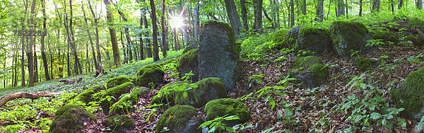 Bemooste Basaltsteine im Frühlingswald mit aufgehender Sonne